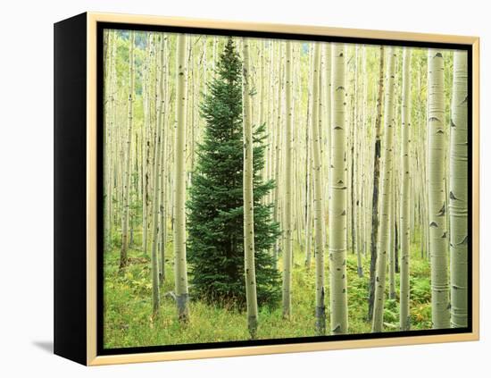 Silver FIr in Aspen Grove, White River National Forest, Colorado, USA-Charles Gurche-Framed Premier Image Canvas