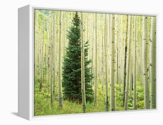 Silver FIr in Aspen Grove, White River National Forest, Colorado, USA-Charles Gurche-Framed Premier Image Canvas