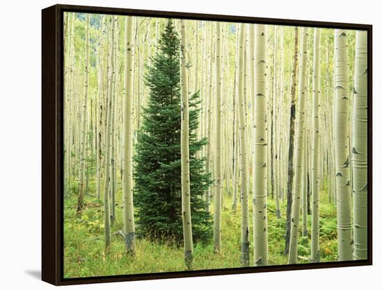 Silver FIr in Aspen Grove, White River National Forest, Colorado, USA-Charles Gurche-Framed Premier Image Canvas