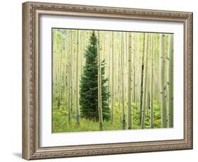 Silver FIr in Aspen Grove, White River National Forest, Colorado, USA-Charles Gurche-Framed Photographic Print