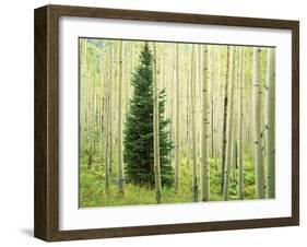 Silver FIr in Aspen Grove, White River National Forest, Colorado, USA-Charles Gurche-Framed Photographic Print