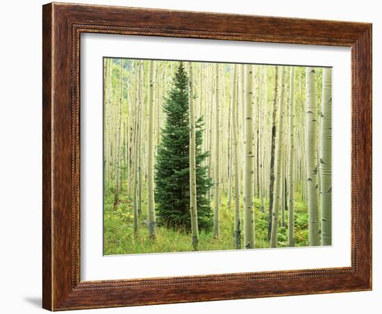 Silver FIr in Aspen Grove, White River National Forest, Colorado, USA-Charles Gurche-Framed Photographic Print