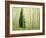 Silver FIr in Aspen Grove, White River National Forest, Colorado, USA-Charles Gurche-Framed Photographic Print