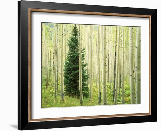 Silver FIr in Aspen Grove, White River National Forest, Colorado, USA-Charles Gurche-Framed Photographic Print