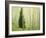 Silver FIr in Aspen Grove, White River National Forest, Colorado, USA-Charles Gurche-Framed Photographic Print