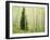 Silver FIr in Aspen Grove, White River National Forest, Colorado, USA-Charles Gurche-Framed Photographic Print