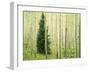 Silver FIr in Aspen Grove, White River National Forest, Colorado, USA-Charles Gurche-Framed Photographic Print