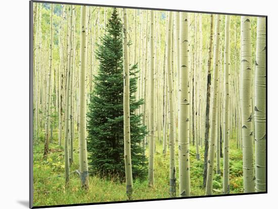Silver FIr in Aspen Grove, White River National Forest, Colorado, USA-Charles Gurche-Mounted Photographic Print
