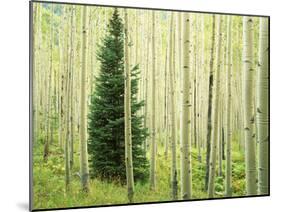 Silver FIr in Aspen Grove, White River National Forest, Colorado, USA-Charles Gurche-Mounted Photographic Print