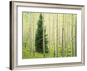 Silver FIr in Aspen Grove, White River National Forest, Colorado, USA-Charles Gurche-Framed Photographic Print