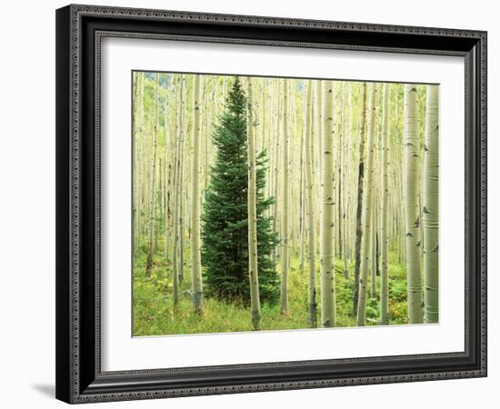 Silver FIr in Aspen Grove, White River National Forest, Colorado, USA-Charles Gurche-Framed Photographic Print