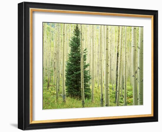 Silver FIr in Aspen Grove, White River National Forest, Colorado, USA-Charles Gurche-Framed Photographic Print