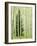 Silver FIr in Aspen Grove, White River National Forest, Colorado, USA-Charles Gurche-Framed Photographic Print