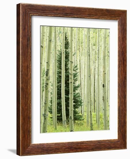 Silver FIr in Aspen Grove, White River National Forest, Colorado, USA-Charles Gurche-Framed Photographic Print