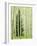 Silver FIr in Aspen Grove, White River National Forest, Colorado, USA-Charles Gurche-Framed Photographic Print