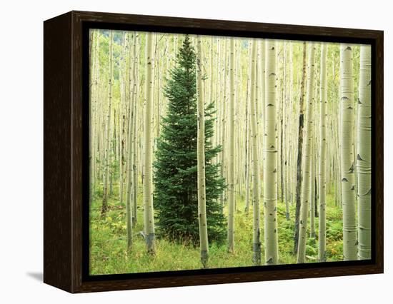 Silver FIr in Aspen Grove, White River National Forest, Colorado, USA-Charles Gurche-Framed Premier Image Canvas