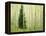 Silver FIr in Aspen Grove, White River National Forest, Colorado, USA-Charles Gurche-Framed Premier Image Canvas