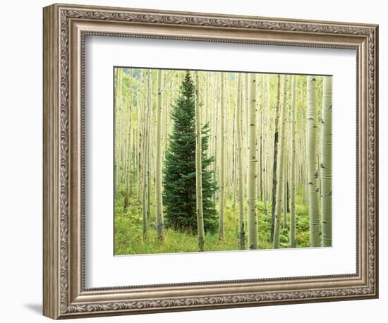 Silver FIr in Aspen Grove, White River National Forest, Colorado, USA-Charles Gurche-Framed Photographic Print