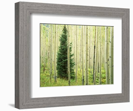 Silver FIr in Aspen Grove, White River National Forest, Colorado, USA-Charles Gurche-Framed Photographic Print