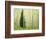 Silver FIr in Aspen Grove, White River National Forest, Colorado, USA-Charles Gurche-Framed Photographic Print