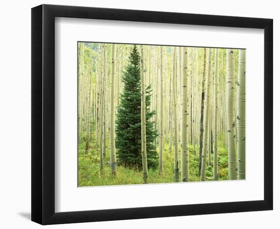 Silver FIr in Aspen Grove, White River National Forest, Colorado, USA-Charles Gurche-Framed Photographic Print