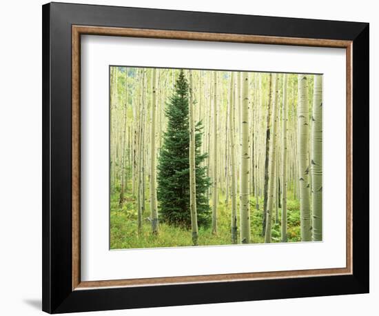 Silver FIr in Aspen Grove, White River National Forest, Colorado, USA-Charles Gurche-Framed Photographic Print