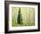 Silver FIr in Aspen Grove, White River National Forest, Colorado, USA-Charles Gurche-Framed Photographic Print