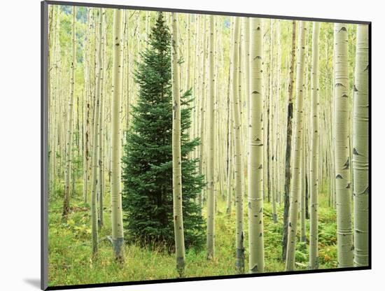 Silver FIr in Aspen Grove, White River National Forest, Colorado, USA-Charles Gurche-Mounted Photographic Print