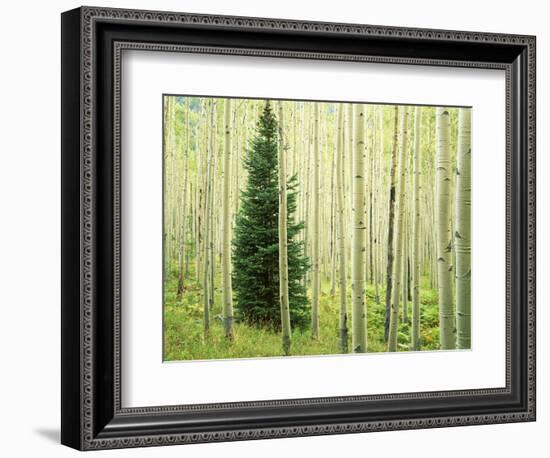 Silver FIr in Aspen Grove, White River National Forest, Colorado, USA-Charles Gurche-Framed Photographic Print