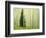 Silver FIr in Aspen Grove, White River National Forest, Colorado, USA-Charles Gurche-Framed Photographic Print