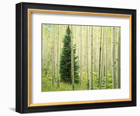 Silver FIr in Aspen Grove, White River National Forest, Colorado, USA-Charles Gurche-Framed Photographic Print