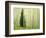 Silver FIr in Aspen Grove, White River National Forest, Colorado, USA-Charles Gurche-Framed Photographic Print