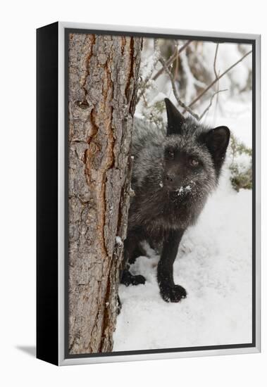 Silver Fox a melanistic form of the red fox. Montana-Adam Jones-Framed Premier Image Canvas