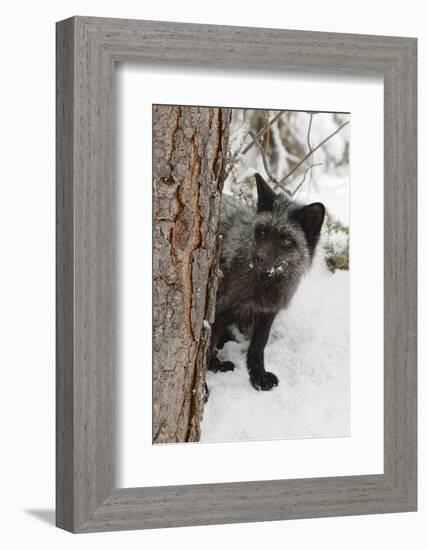 Silver Fox a melanistic form of the red fox. Montana-Adam Jones-Framed Photographic Print