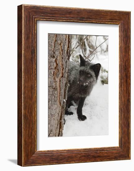 Silver Fox a melanistic form of the red fox. Montana-Adam Jones-Framed Photographic Print