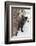 Silver Fox a melanistic form of the red fox. Montana-Adam Jones-Framed Photographic Print