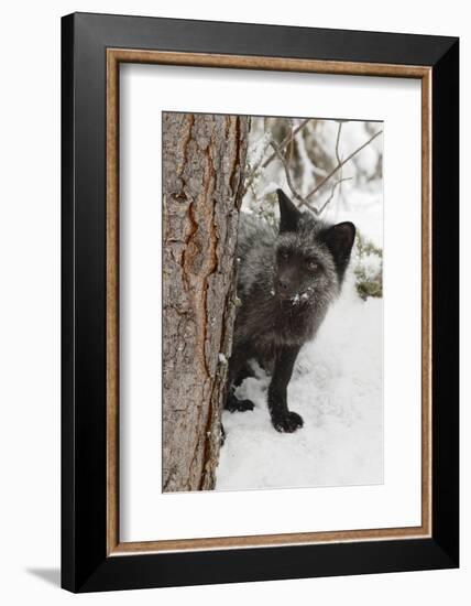 Silver Fox a melanistic form of the red fox. Montana-Adam Jones-Framed Photographic Print