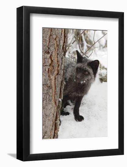 Silver Fox a melanistic form of the red fox. Montana-Adam Jones-Framed Photographic Print