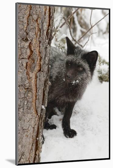 Silver Fox a melanistic form of the red fox. Montana-Adam Jones-Mounted Photographic Print