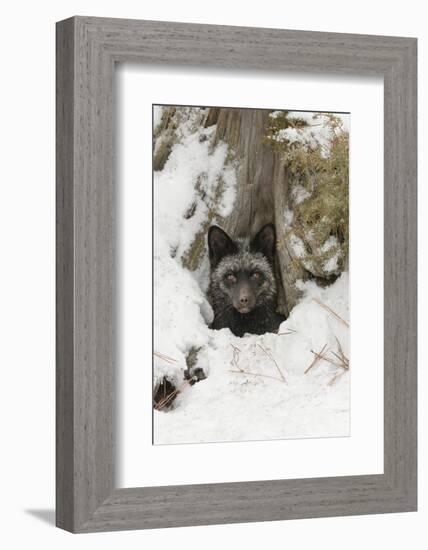 Silver Fox a melanistic form of the red fox. Montana-Adam Jones-Framed Photographic Print