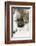 Silver Fox a melanistic form of the red fox. Montana-Adam Jones-Framed Photographic Print