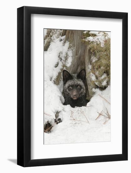 Silver Fox a melanistic form of the red fox. Montana-Adam Jones-Framed Photographic Print