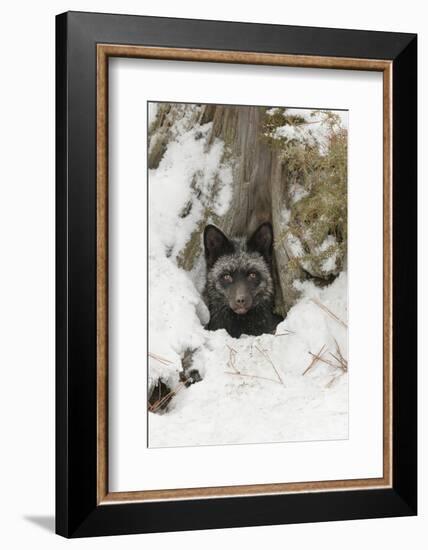 Silver Fox a melanistic form of the red fox. Montana-Adam Jones-Framed Photographic Print