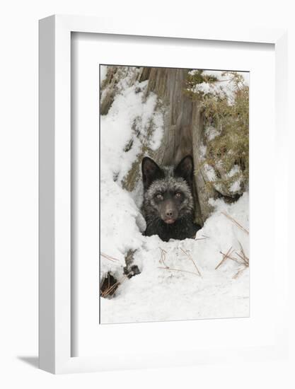 Silver Fox a melanistic form of the red fox. Montana-Adam Jones-Framed Photographic Print