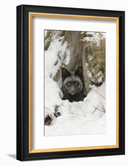 Silver Fox a melanistic form of the red fox. Montana-Adam Jones-Framed Photographic Print