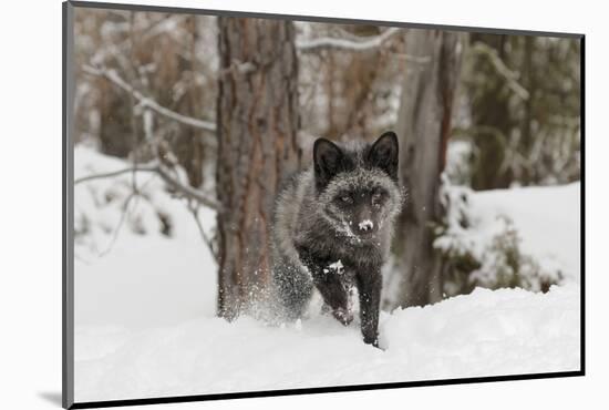 Silver Fox in winter, Montana-Adam Jones-Mounted Photographic Print