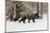 Silver Fox in winter, Montana-Adam Jones-Mounted Photographic Print