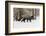 Silver Fox in winter, Montana-Adam Jones-Framed Photographic Print