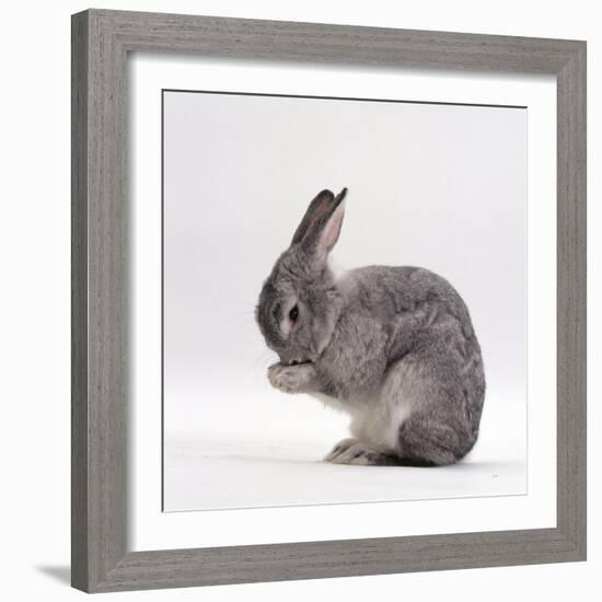 Silver Fox Male Rabbit, Licking Front Paws, Face Washing-Jane Burton-Framed Photographic Print