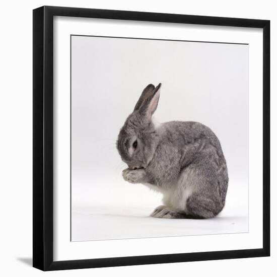 Silver Fox Male Rabbit, Licking Front Paws, Face Washing-Jane Burton-Framed Photographic Print